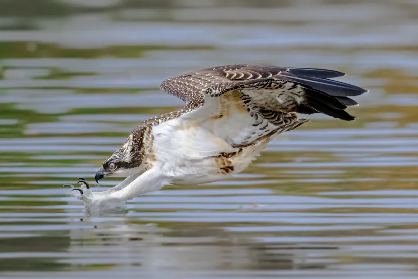 visarend duik klauwen in water