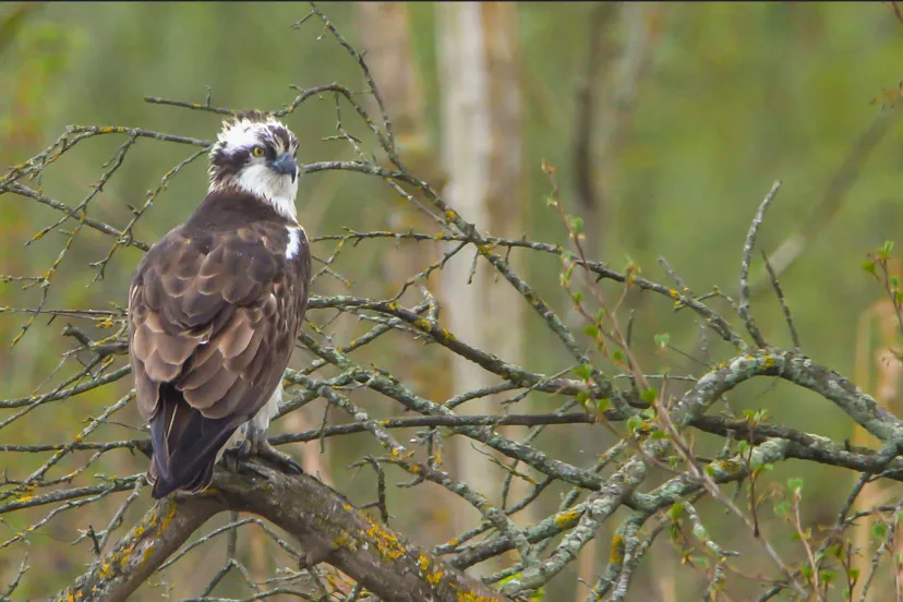 visarend man 7tg nationaal park de biesbosch