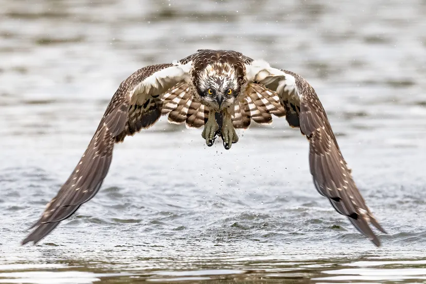 visarend uit water zonder vis