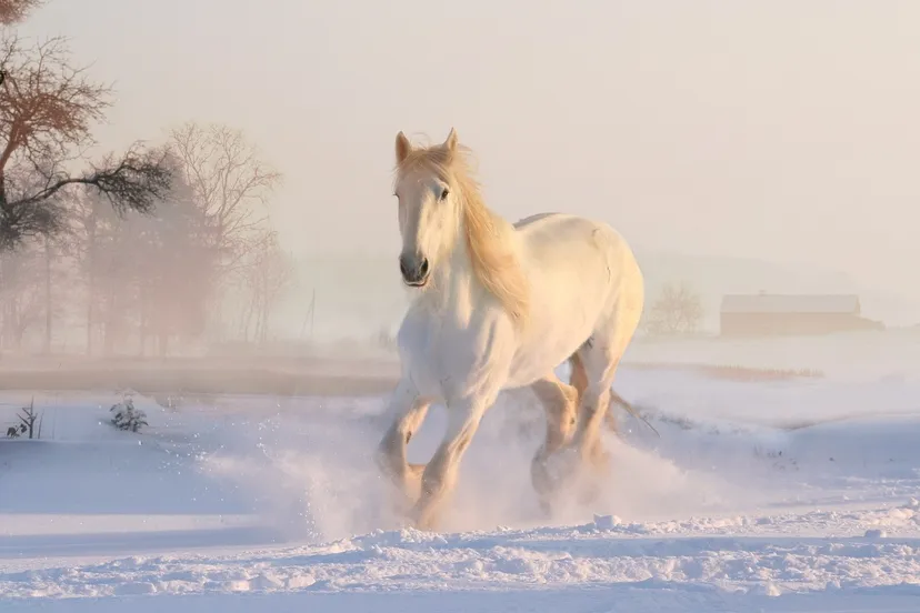 white horse g17436d953 1280
