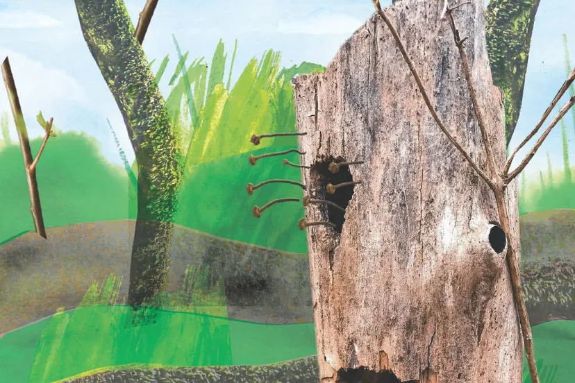 wilgenschorssteeltje