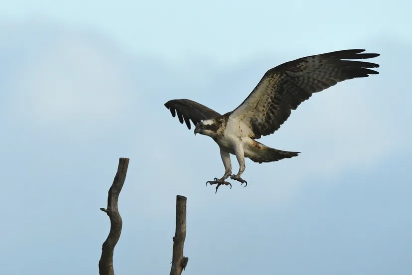 22779-Vliegende-visarend-(juveniel)@Aaldrik-Pot---Staatsbosbeheer