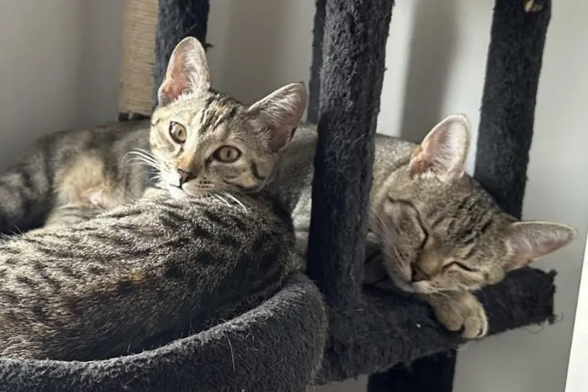 Scherm­afbeelding 2025-08-05 om 16.46.30