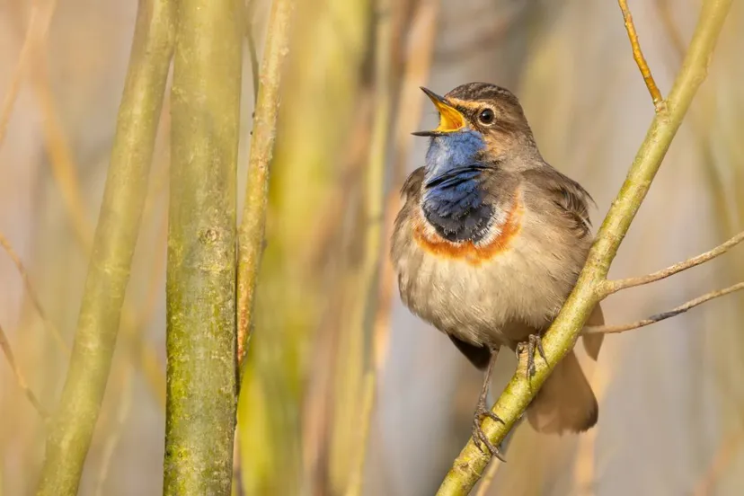 34805-Blauwborst,-zingend@Jonathan-Leeuwis---Staatsbosbeheer