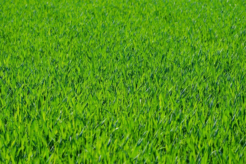 publicdomainpictures-grass-275986_1920