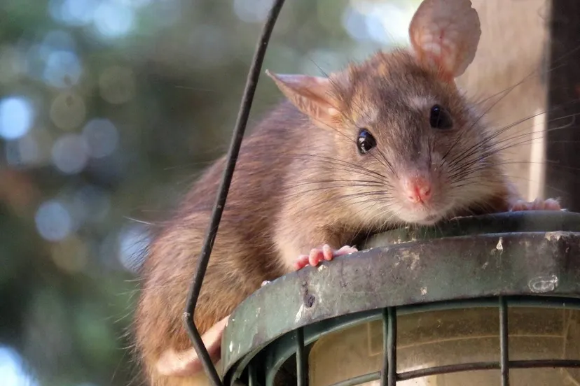 Ratten