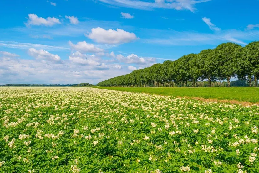 aardappelveld prov flevoland