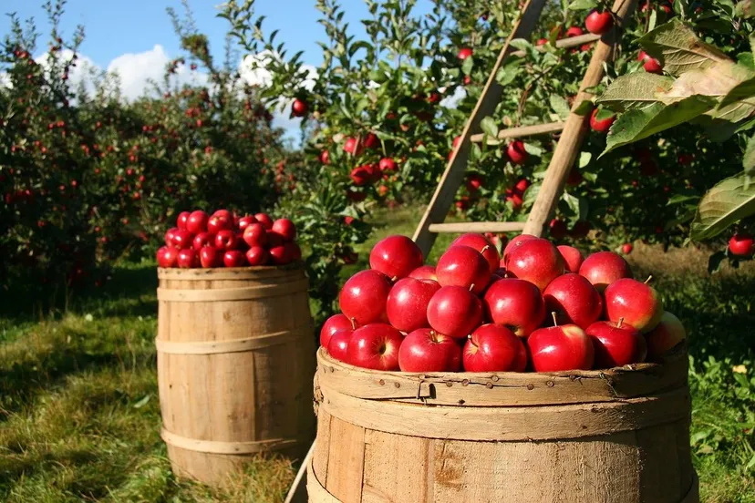 Appels plukken in boomgaard (© lumix2004 via Pixabay)