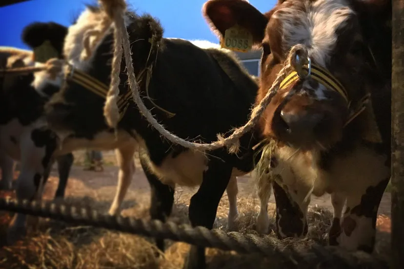 23484704 10155204617888230 834541757 o