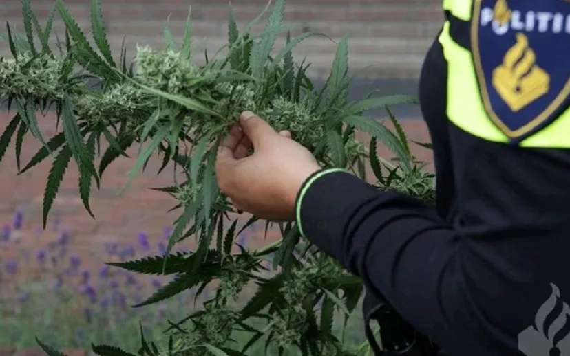 240798839 4561164497247931 7038734804912032026 n 1