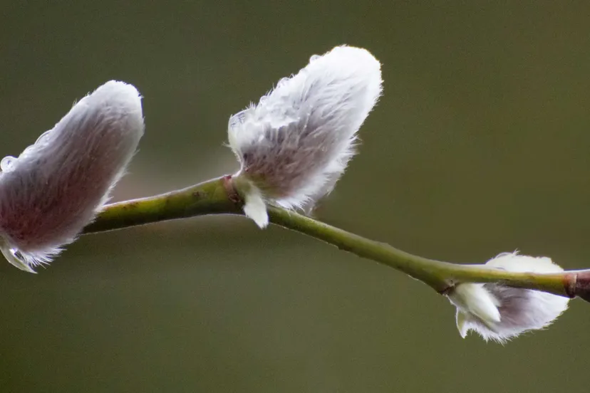 28827677 1991457301181706 2681065075805180498 o