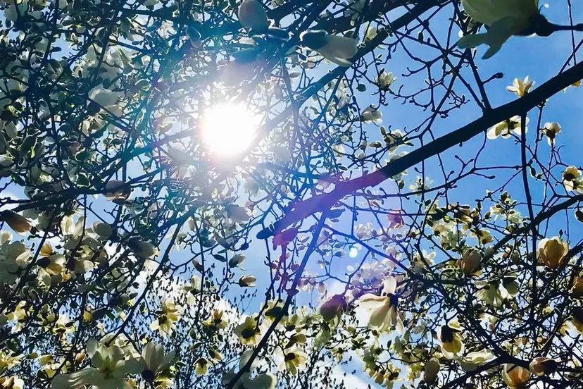 31956256 835155916668687 6231013560898551808 n