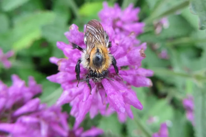 35268166 2038693513124751 2028362291958775808 o