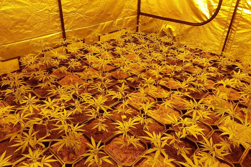 42920491 2081029465261459 3574802452710424576 o