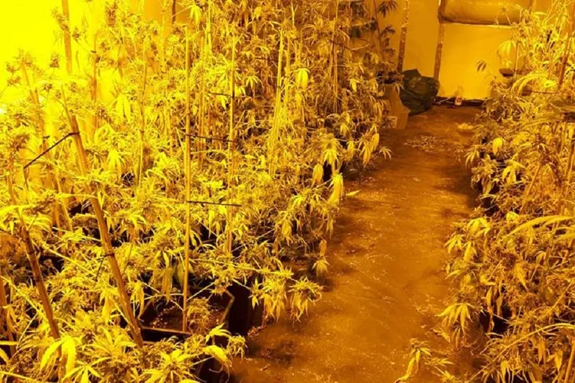 43403151 2090357310995341 6856364862235213824 n