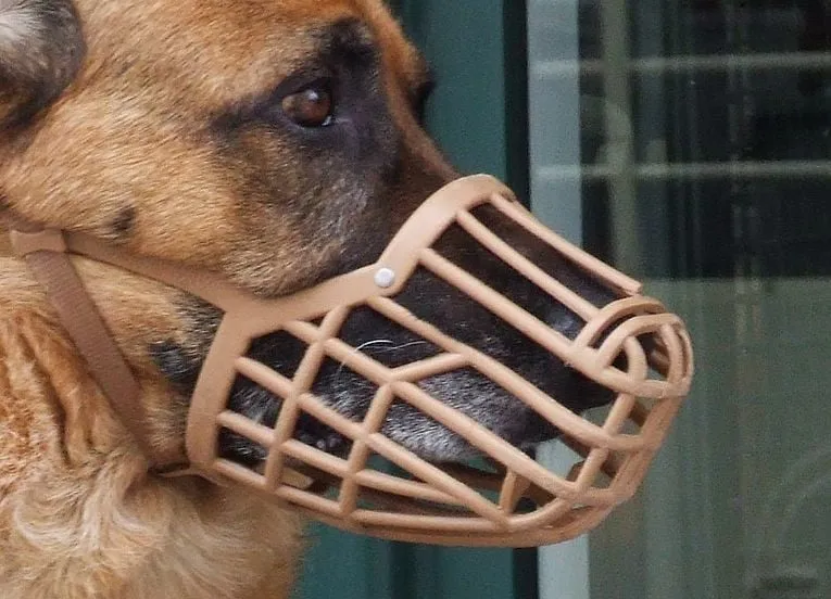 765px german shepherd with muzzle cropped