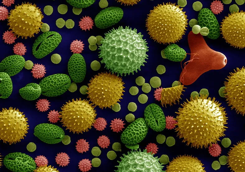 788px misc pollen colorized