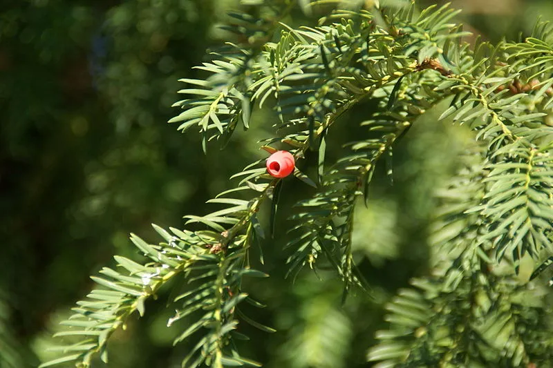 800px 20110925154701 eibe frchte handschuhsheim heidelberg