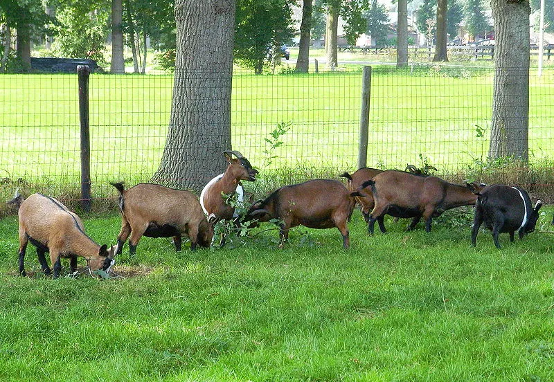 800px dwerggeiten roelzzz wikimedia