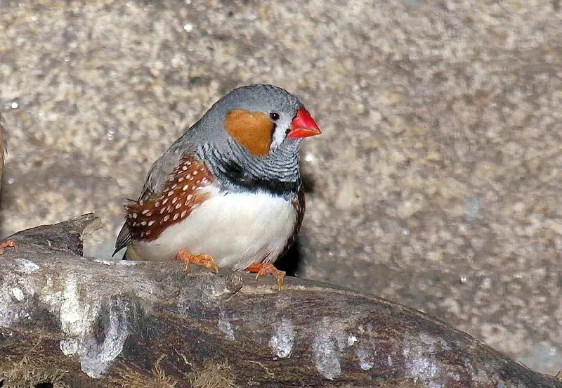 800px paxaro gdfl26 zebravink