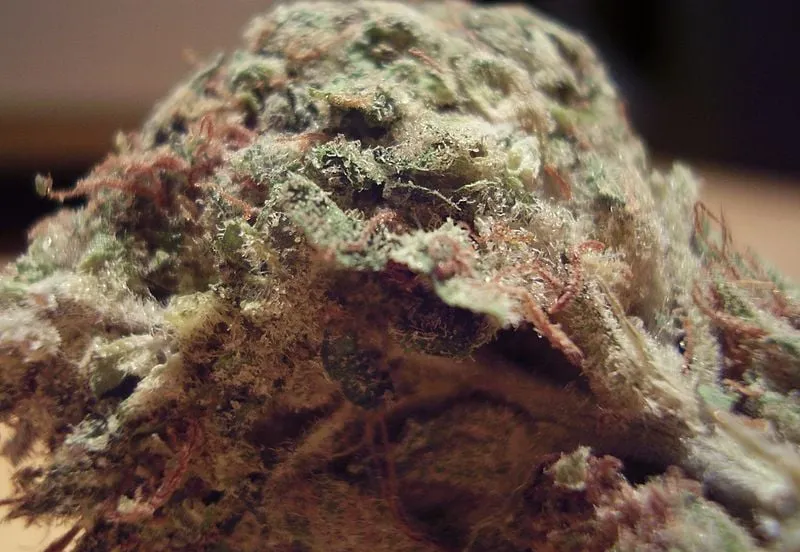 800px wiettop ccby sa 30 cborg82 wikipedia