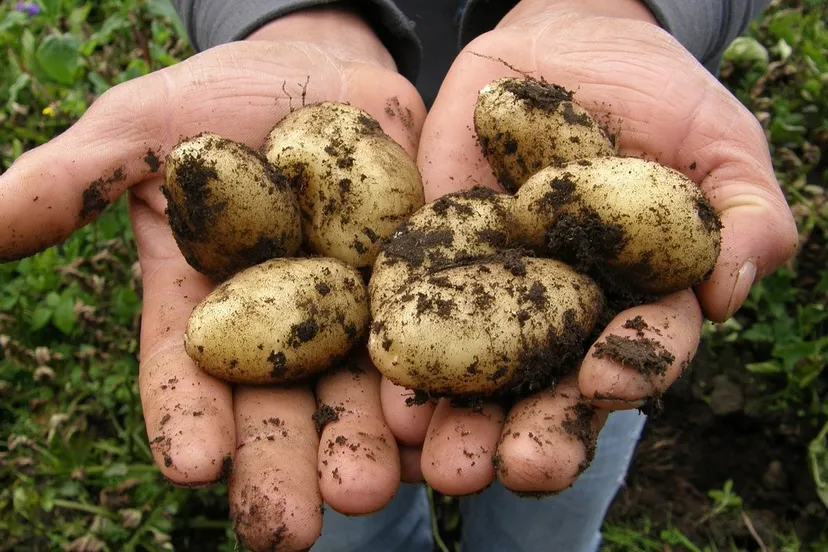 aardappels sbj04769 pixabay