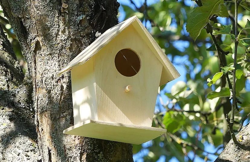 aviary 2640932 960 720