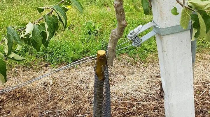 boomgaard 1 e1497128571910