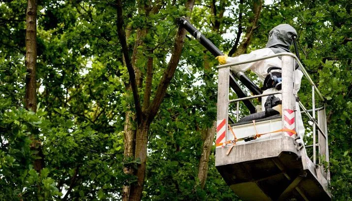brandweer inzetten tegen eikenprocessierups 715x408