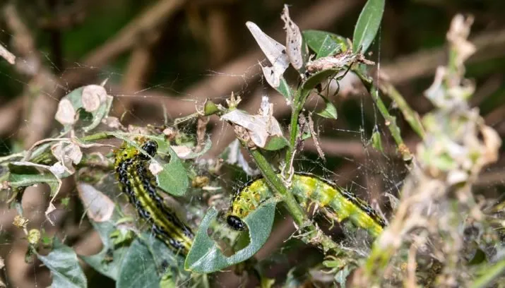 buxusmot rups didgeman pixabay 715x408