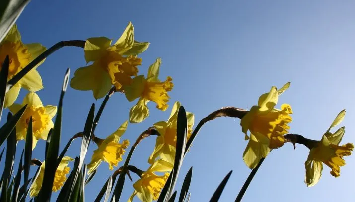 daffodil 1342274 960 720 715x408