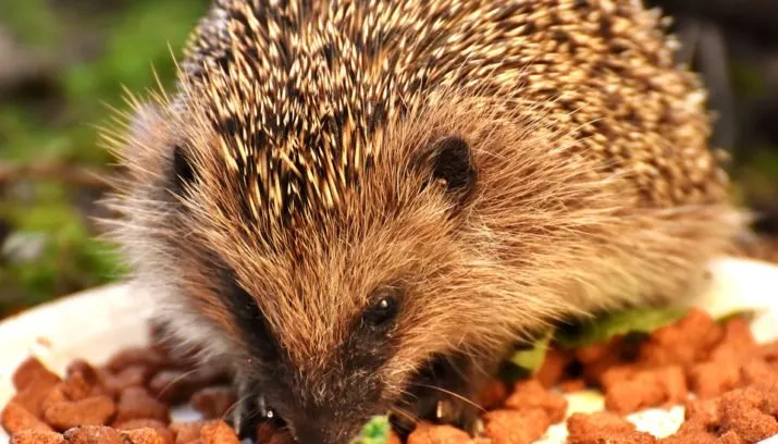 egel alexas fotos pixabay 715x408