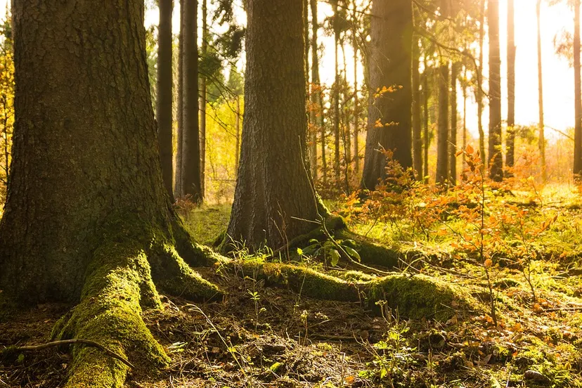 forest 2888599 960 720