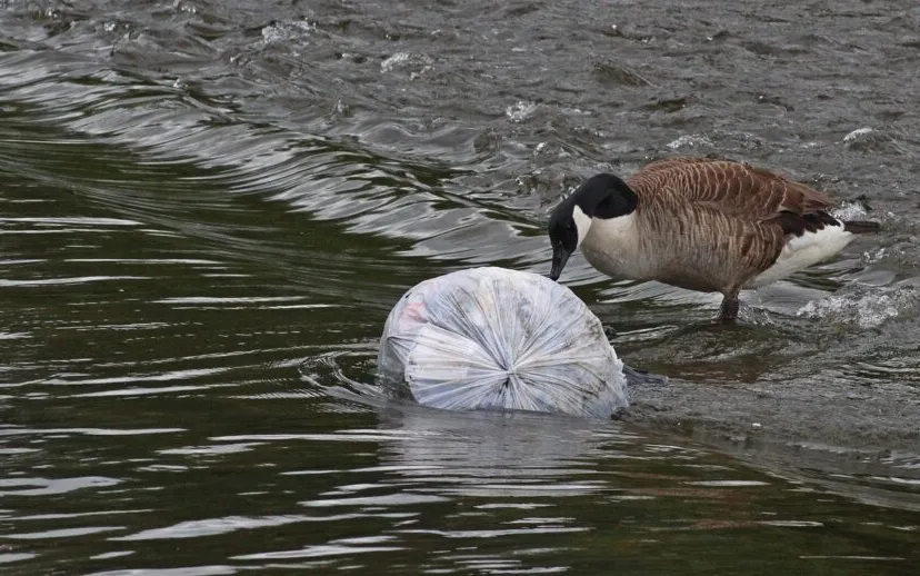 gans met afval gwizuk pixabay 915x518 1