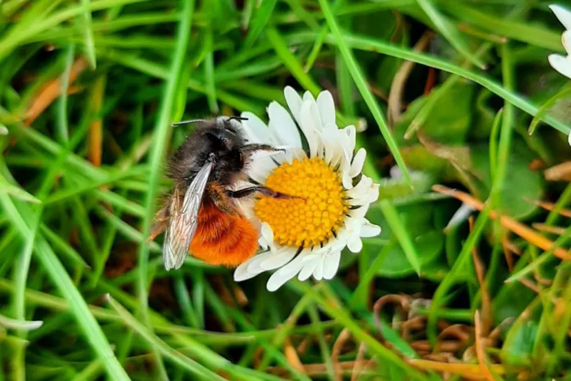 gehoornde metselbij foto piet huitema
