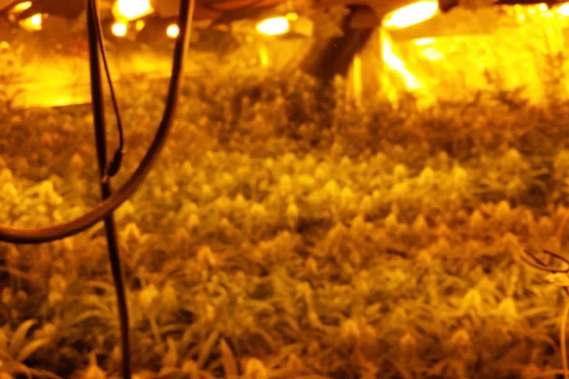 hennepkwekerij bieskamp druten