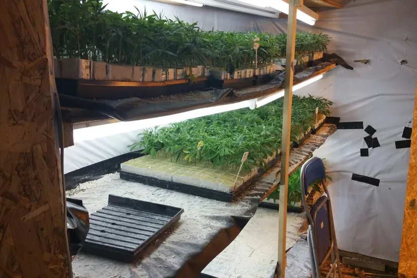 hennepkwekerij deest