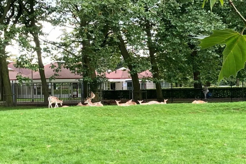 hertenpark hertjes