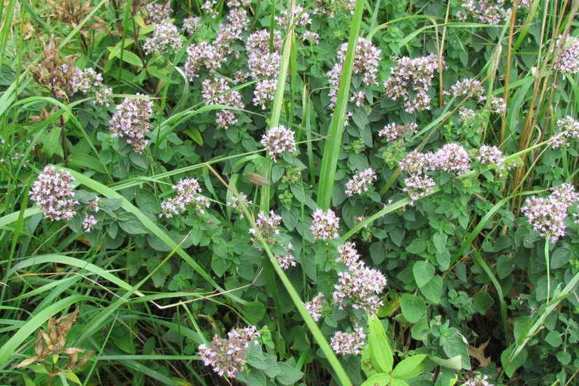 img 7665 wilde majoraan 0