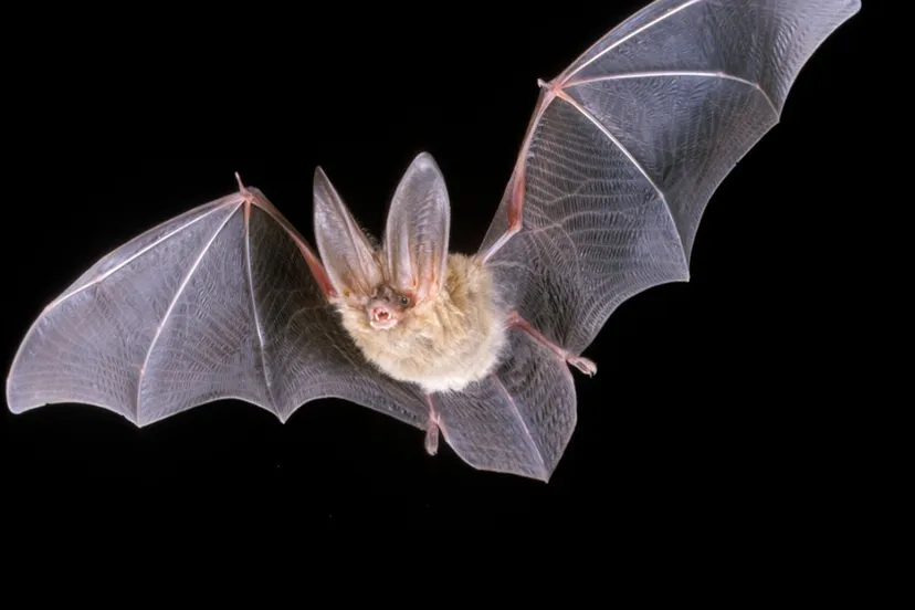 ivn nacht van de vleermuis