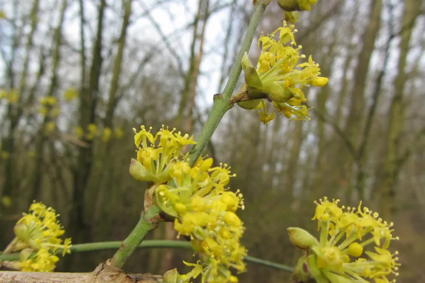 lente in het laakbos