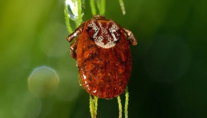 mite 751496 1280 e1436444746637 715x408