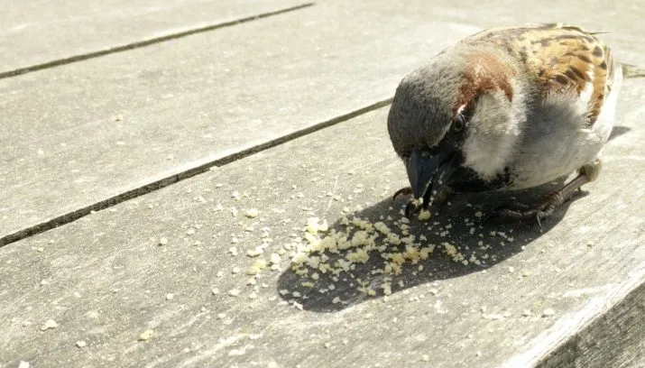 mus 1233165 1280 715x408