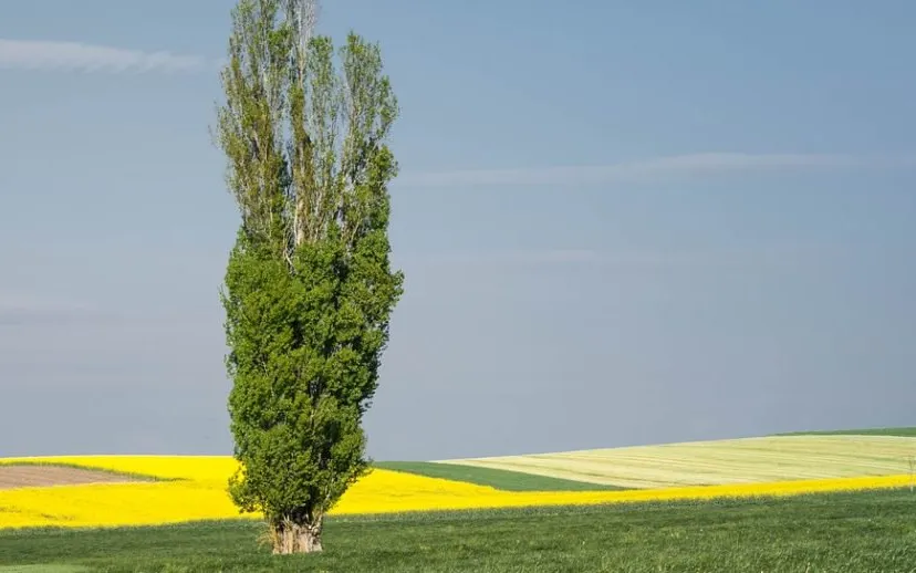 poplar 2268933 960 720 915x518