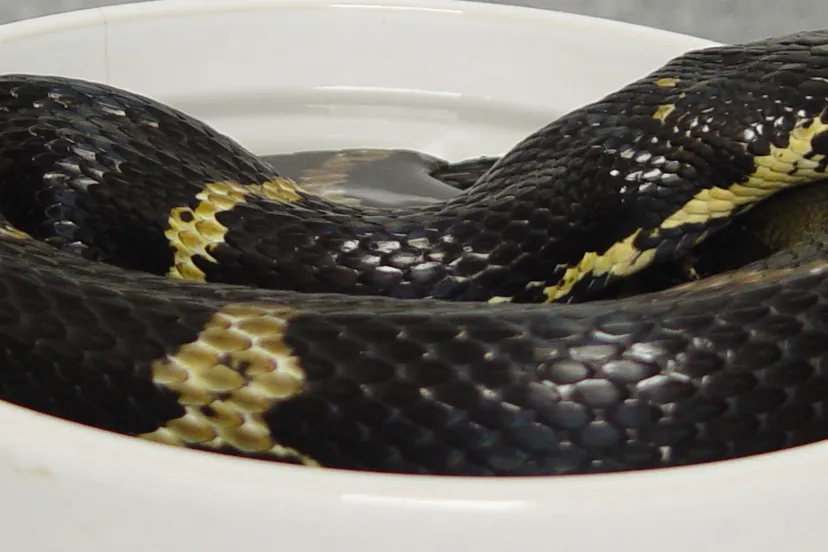 rattenslang cc by sa 30 rvanbeusichem wikimedia