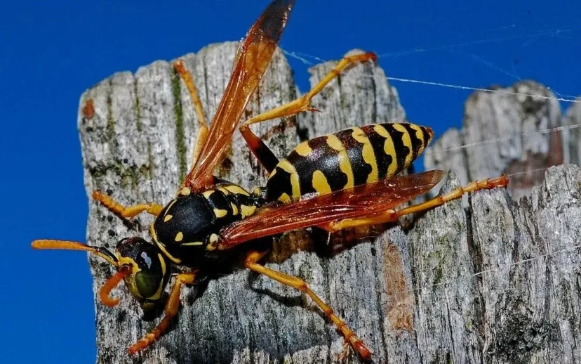 rechtenvrije afbeelding beestjes kwijt 915x518 1