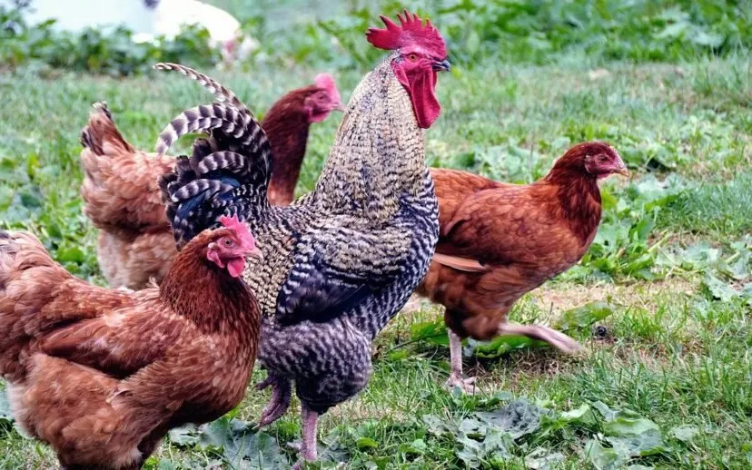 romuald galecki pixabay animals gfc05b8853 1280 915x518 1