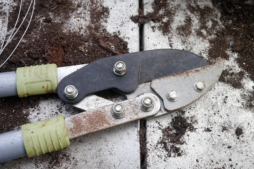 secateurs 498632 960 720