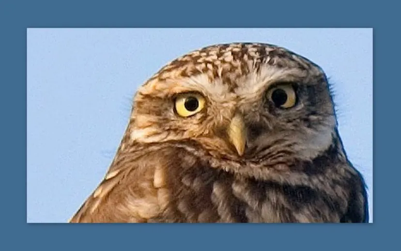 steenuil raadgever 915x518