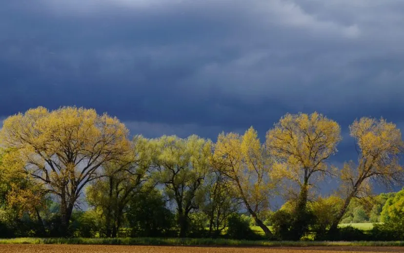 sturm baume feld himmel storm wolken regen onweer 915x518 1